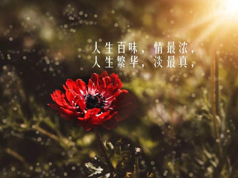 含深刻哲理的诗句(诗中蕴含深刻哲理耐人寻味的诗句是)